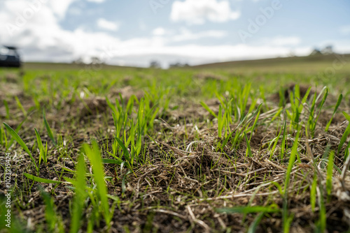 wheat and oat grain food crop growing in a field on a sustainable agricultural farm