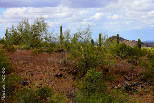 Sonora Desert Arizona Picacho Peak State Park photo