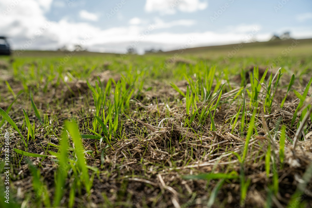 wheat and oat grain food crop growing in a field on a sustainable agricultural farm wheat and oat grain food crop growing in a field on a sustainable agricultural farm
