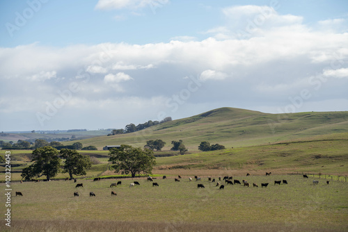 beautiful cattle in Australia eating grass, grazing on pasture. Herd of cows free range beef being regenerative raised on an agricultural farm. Sustainable farming of food crops. Cow in field