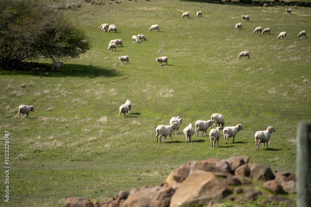Merino sheep, grazing and eating grass in New zealand and Australia in summer Merino sheep, grazing and eating grass in New zealand and Australia in summer
