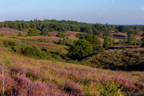 Nature landscape, The flowering Calluna vulgaris (heather, ling, or simply heather) on slope, Purple flowers on the hill side field, Posbank, Veluwezoom National Park, Rheden, Gelderland, Netherlands.