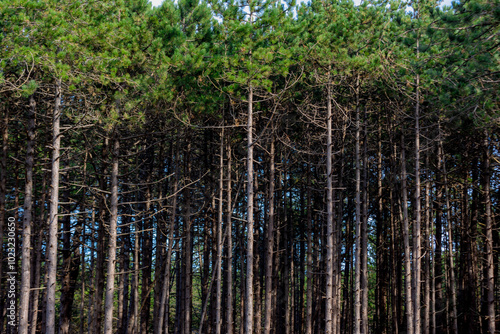 Summer landscape with pine trees trunk in the forest with green leaves, A pine is any conifer in the genus Pinus of the family Pinaceae, Pinus is the sole genus in the subfamily Pinoideae, Netherlands photo