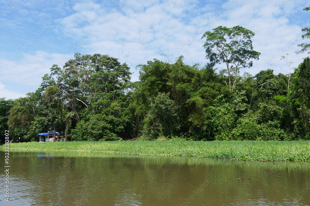 Fototapeta premium Schwimmendes Gras in Wasserlandschaft in Costa Rica