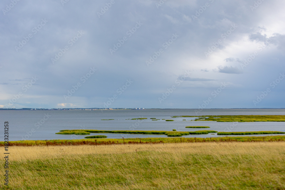 Nature reserve area on the seashore, Small bushes of grass or weed in mangrove, Wetland or marshland on the Dutch Wadden sea island, Schiermonnikoog is a municipality in the Northern of Netherlands. Nature reserve area on the seashore, Small bushes of grass or weed in mangrove, Wetland or marshland on the Dutch Wadden sea island, Schiermonnikoog is a municipality in the Northern of Netherlands.