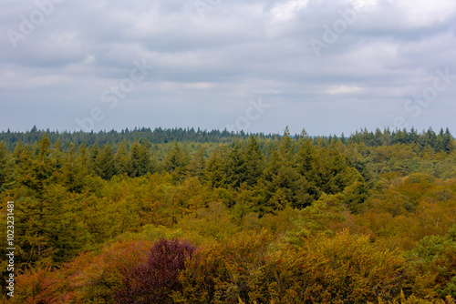 Above view of forest with green and yellow leaves, Pine is any conifer tree or shrub in the genus Pinus of the family Pinaceae, Pinus is the sole genus in the subfamily Pinoideae, Autumn background. photo