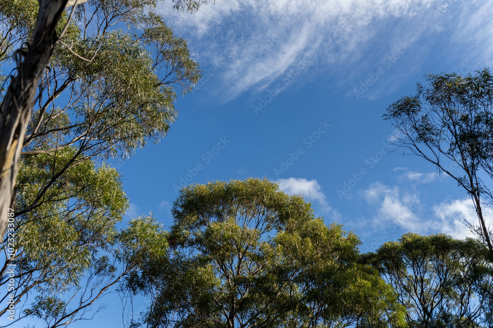 beautiful gum Trees and shrubs in the Australian bush forest. Gumtrees and native plants growing in Australia in spring i beautiful gum Trees and shrubs in the Australian bush forest. Gumtrees and native plants growing in Australia in spring i