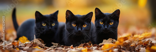 Black Cat Protection Day. a black cat. a pet photo