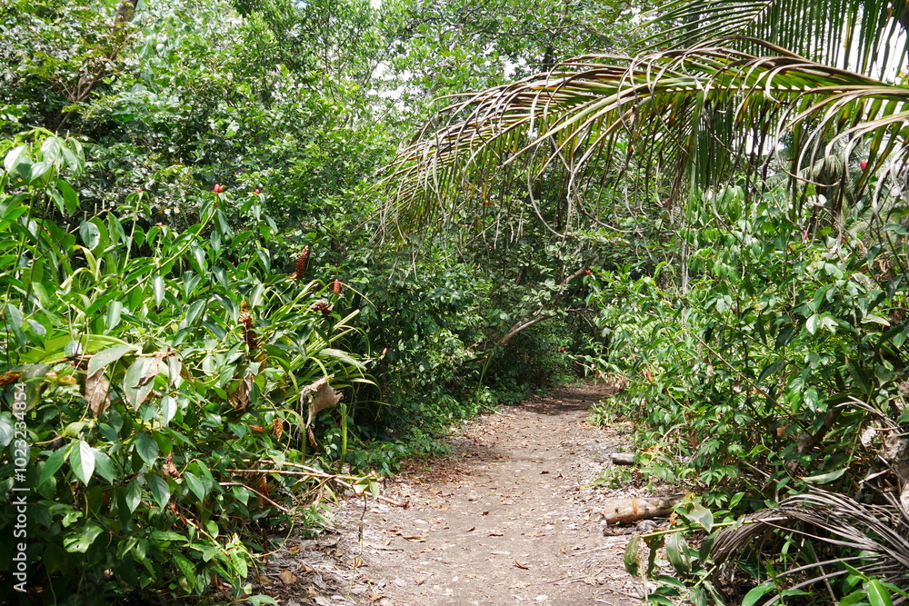 Dschungelpfad in Costa Rica