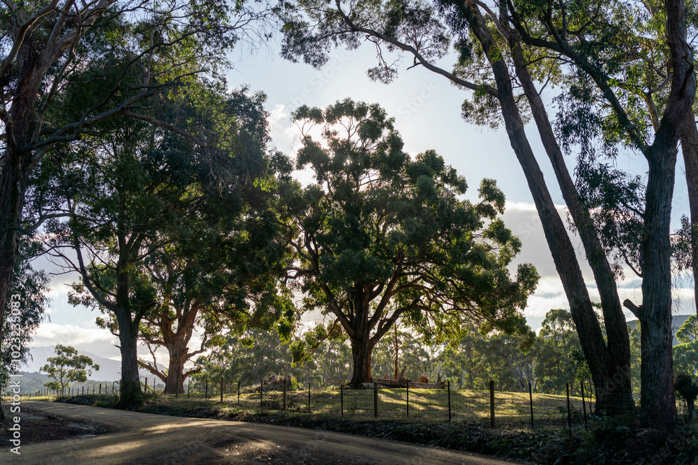 beautiful gum Trees and shrubs in the Australian bush forest. Gumtrees and native plants growing in Australia in spring i beautiful gum Trees and shrubs in the Australian bush forest. Gumtrees and native plants growing in Australia in spring i