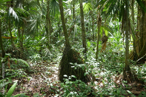 Termitenbau im Urwald