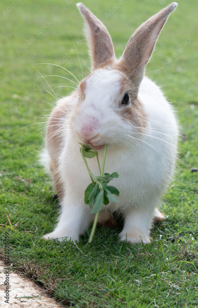 rabbit in the grass