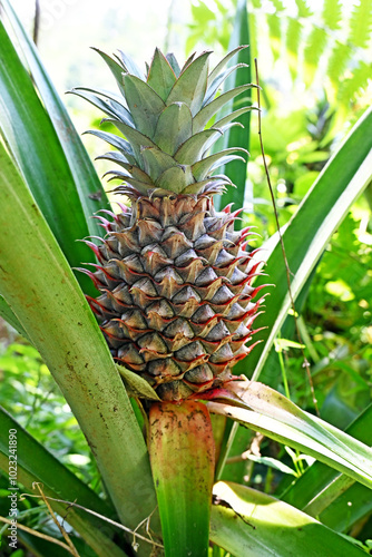 Pine apple growth fresh on the tree