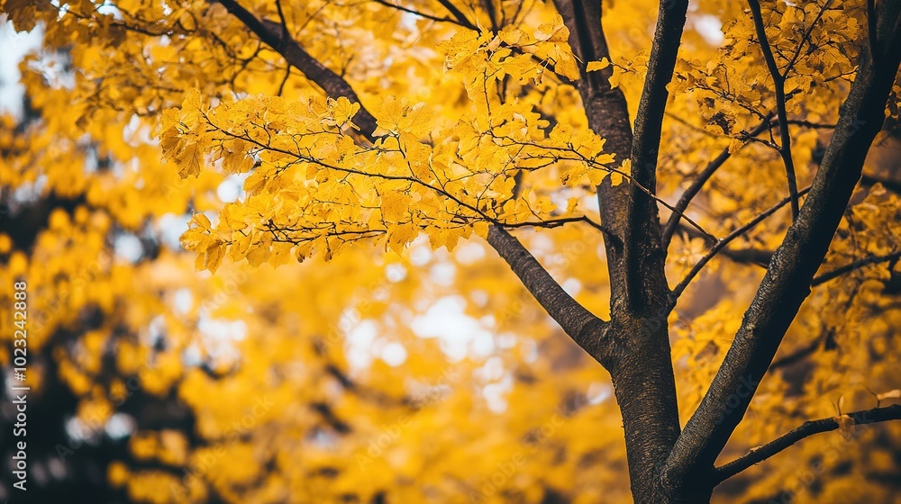 Bright yellow leaves on a tree, showcasing the beauty of autumn foliage. A vivid representation of seasonal change, nature's color palette, and the serene atmosphere of a peaceful fall day. Bright yellow leaves on a tree, showcasing the beauty of autumn foliage. A vivid representation of seasonal change, nature's color palette, and the serene atmosphere of a peaceful fall day.