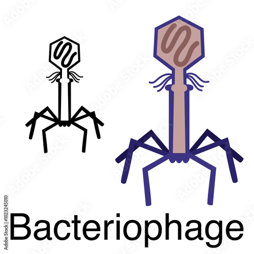 Structure of Becteriophage illustration vector.
