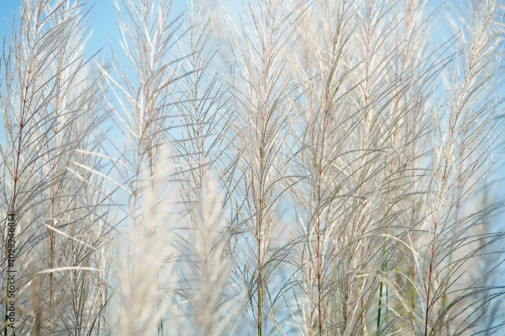 Fototapeta premium Delicate Tall Grasses Against Blue Sky