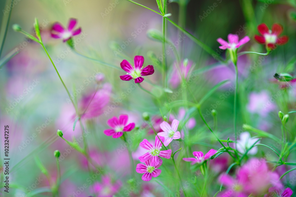 Vibrant Blooming Wildflowers in Soft Focus Vibrant Blooming Wildflowers in Soft Focus