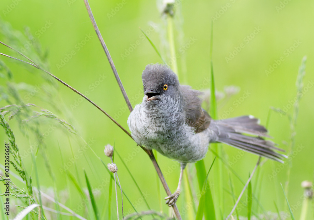Fototapeta premium Barred warbler, Sylvia nisoria. A bird sits on the stem of a plant in a meadow and sings
