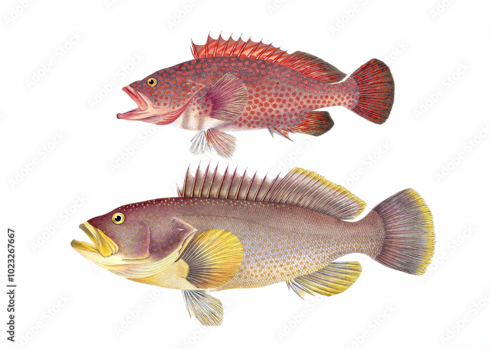 Fish illustration. A vibrant print created using digital watercolor techniques, showcasing the beauty of aquatic life. Fish illustration. A vibrant print created using digital watercolor techniques, showcasing the beauty of aquatic life.