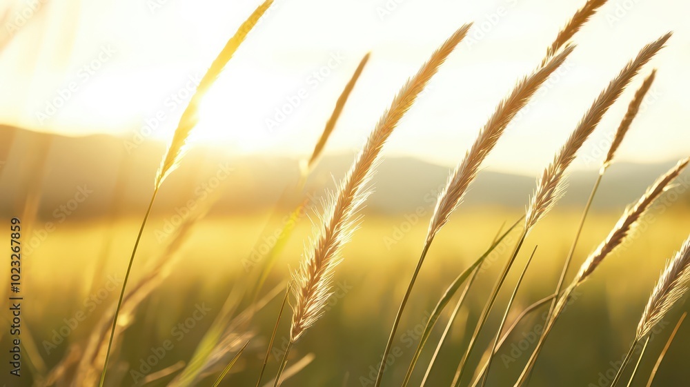 Sunlit meadow filled with tall grass swaying in the wind, with rolling hills in the distance, embodying a sense of calm and freedom Sunlit meadow filled with tall grass swaying in the wind, with rolling hills in the distance, embodying a sense of calm and freedom