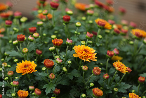 Blooming chrysanthemums in autumn in a garden