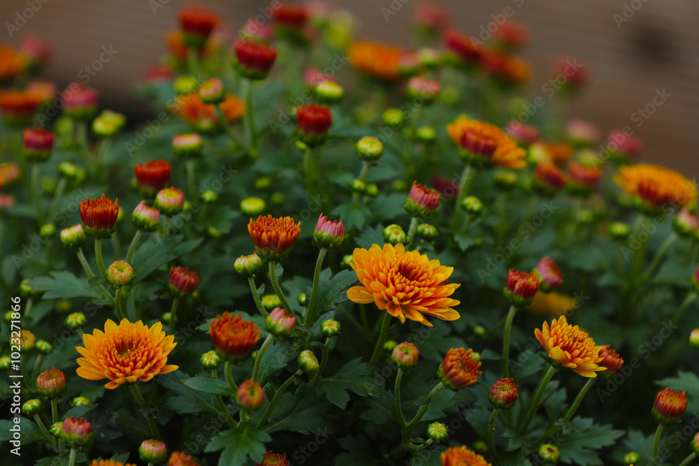 Blooming chrysanthemums in autumn in a garden Blooming chrysanthemums in autumn in a garden