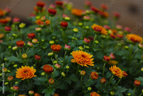 Blooming chrysanthemums in autumn in a garden