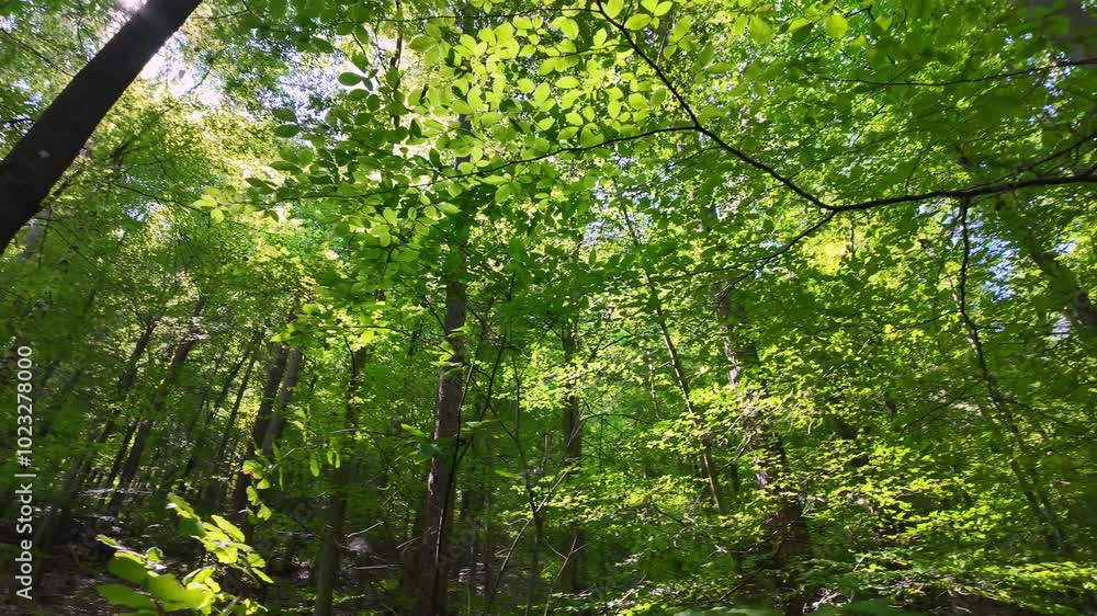 Dense summer forest and clear cloudless summer sky Dense summer forest and clear cloudless summer sky