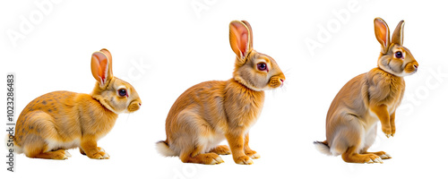 Three Adorable Brown Rabbits in a Row: Three cute brown rabbits sit in a row, showcasing their fluffy fur and big, curious eyes.