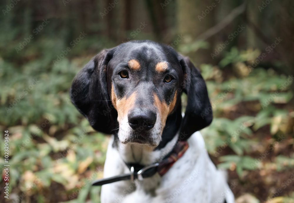 Large dog in front of defocused forest foliage. Front view of extra large scent hound sitting relaxed in forest clearing. 4 year old male Bluetick Coonhound dog or coon dog. Selective focus. Large dog in front of defocused forest foliage. Front view of extra large scent hound sitting relaxed in forest clearing. 4 year old male Bluetick Coonhound dog or coon dog. Selective focus.