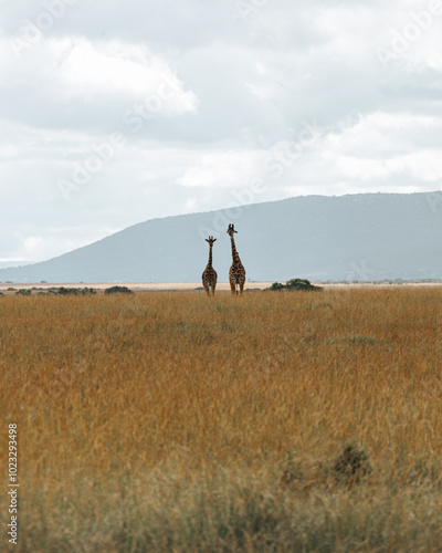 Wallpaper Mural 2 giraffes in Maasai Mara field.  mountain background. Kenya. Torontodigital.ca