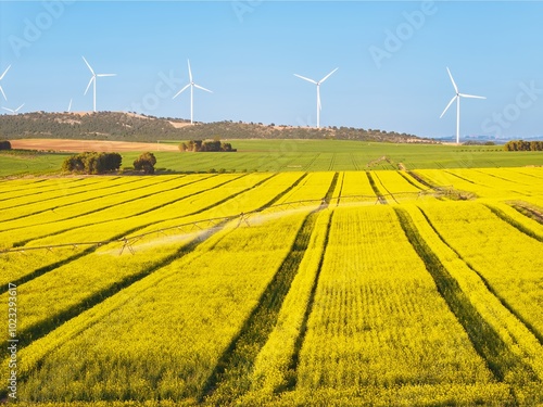Aerial view of a vast field of yellow canola (Brassica napus) under a clear blue sky, with an irrigation system watering the crops. In the background, several modern wind turbines stand tall on a hill