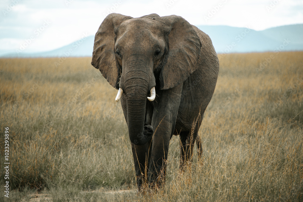 African elephant in maasai mara field. Meduim shot. mountain background. Kenya. African elephant in maasai mara field. Meduim shot. mountain background. Kenya.