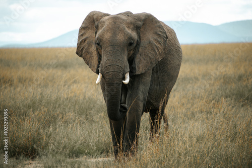 Wallpaper Mural African elephant  in maasai mara field.  Meduim shot. mountain background. Kenya. Torontodigital.ca
