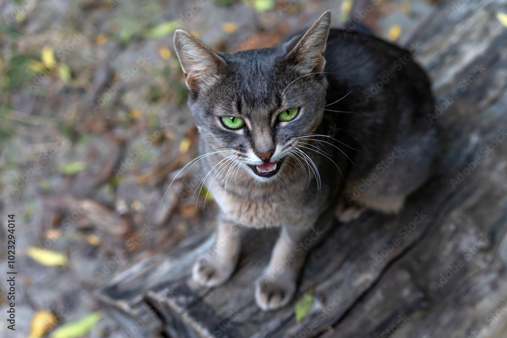 A grey cat with green eyes meows with its mouth open. His white fangs are visible. The cat is sitting outside on a log of a similar color to its color. A grey cat with green eyes meows with its mouth open. His white fangs are visible. The cat is sitting outside on a log of a similar color to its color.