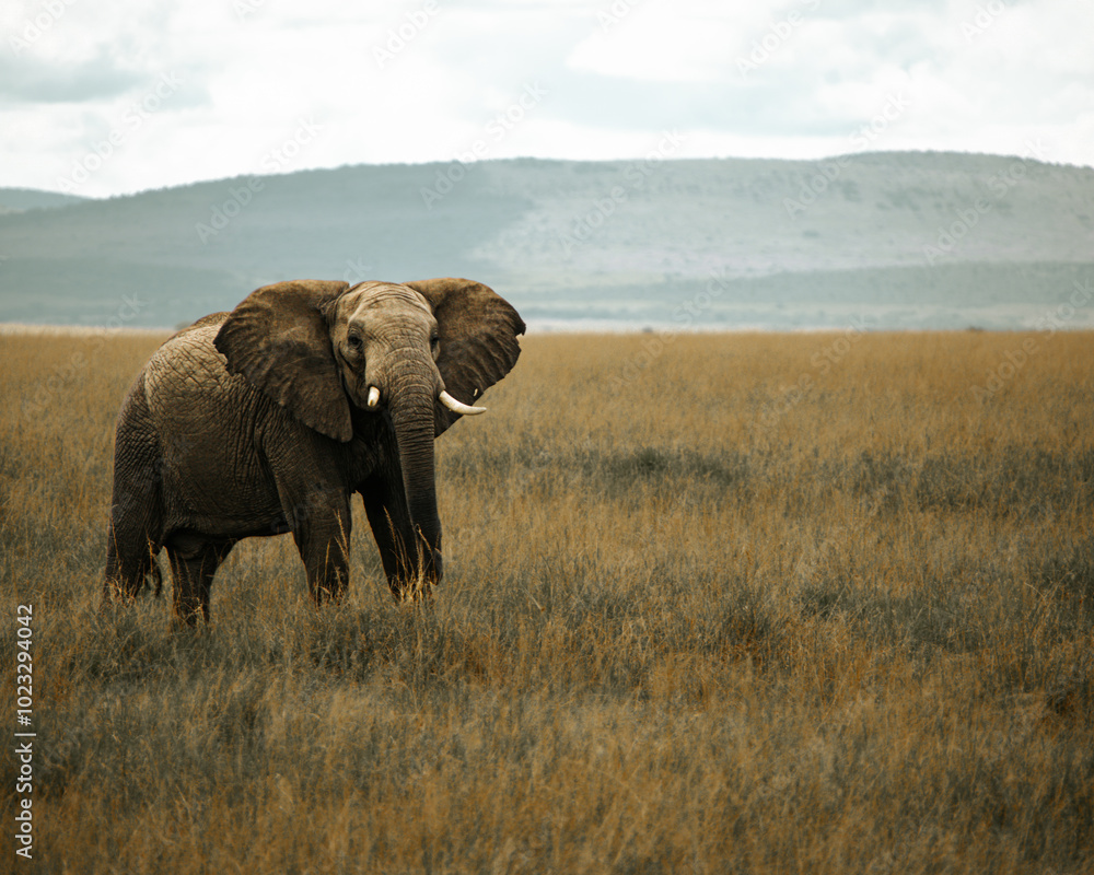 Obraz premium African elephant in maasai mara field. mountain background. Kenya.