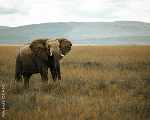 Wallpaper Mural African elephant  in maasai mara field.  mountain background. Kenya. Torontodigital.ca