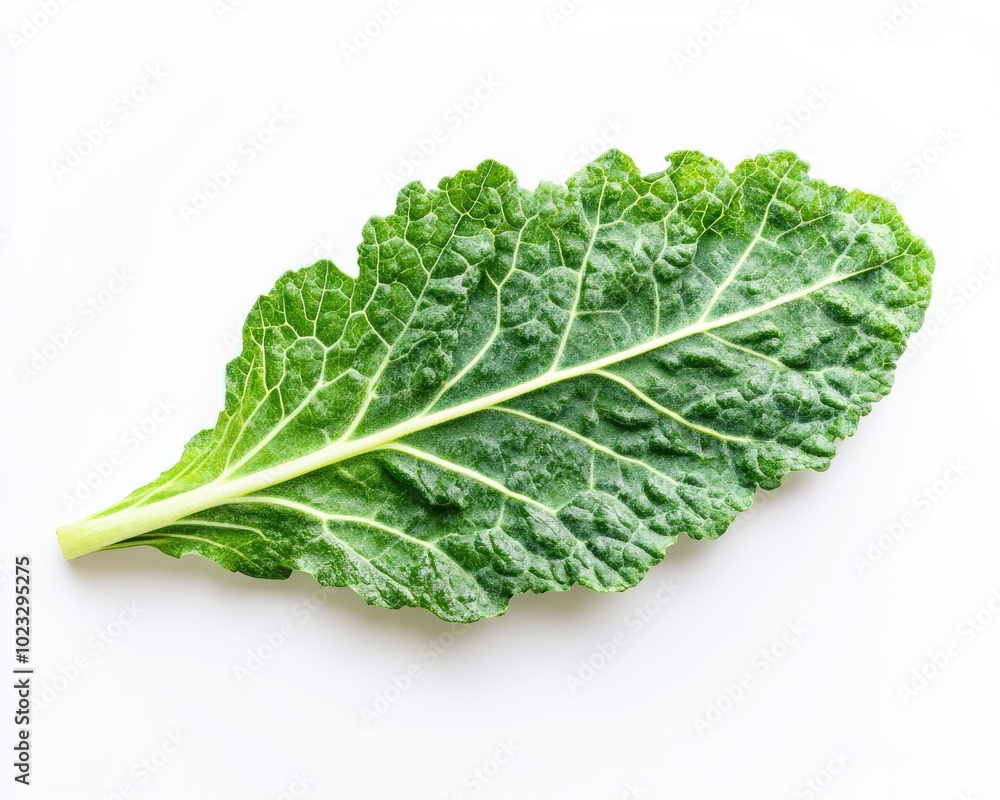 Kale Leaf. Fresh Green Organic Top View Vegetable on White Background Kale Leaf. Fresh Green Organic Top View Vegetable on White Background