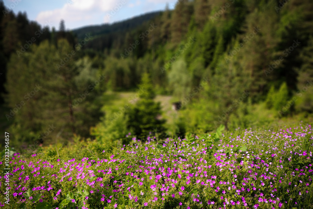 small purple wild flowers blooming in the forest. Field of wild flowers and grass meadow. small purple wild flowers blooming in the forest. Field of wild flowers and grass meadow.