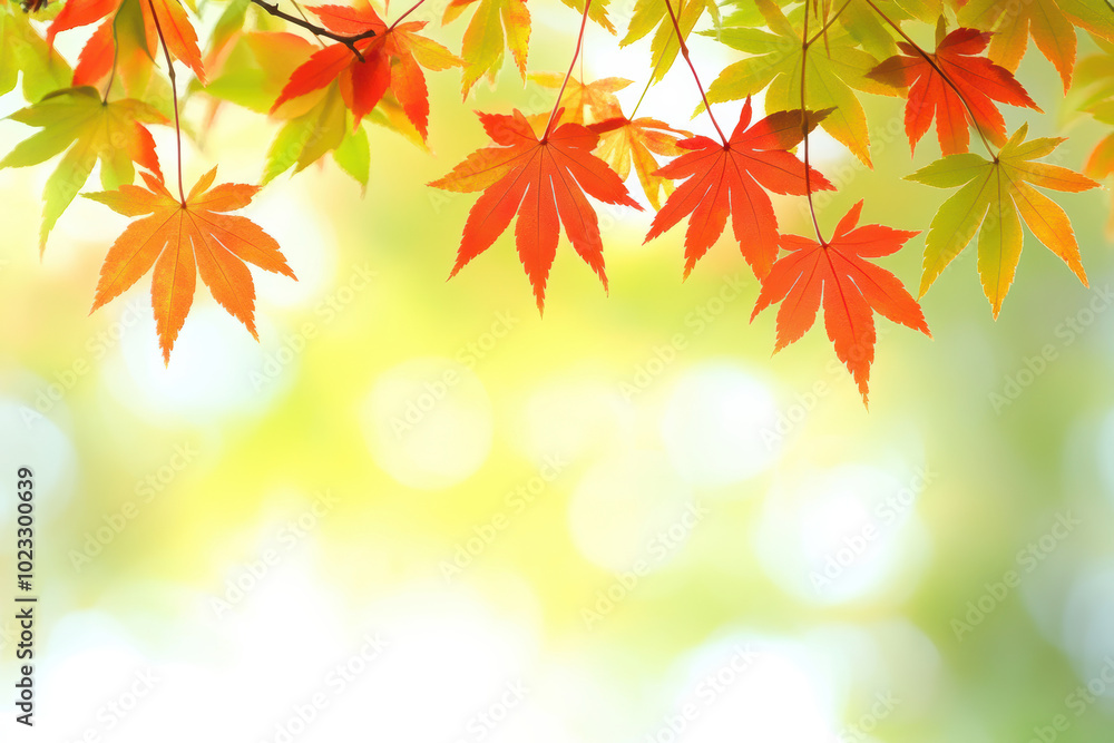 Fototapeta premium Red maple leaves in autumn with copy space
