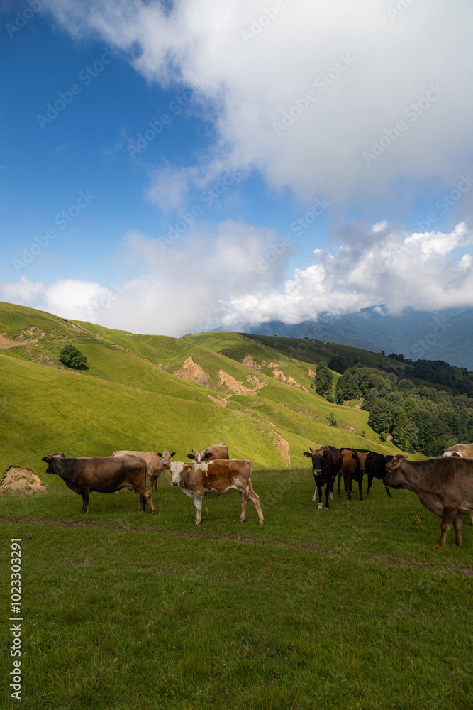 animals grazing in mountain pastures
animals grazing in mountain pastures