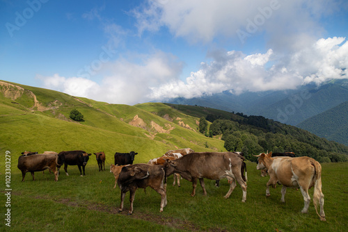 animals grazing in mountain pastures 