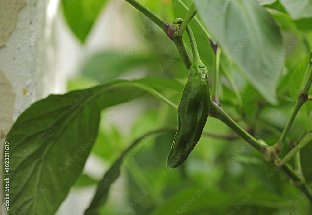 Green pepper on a bush