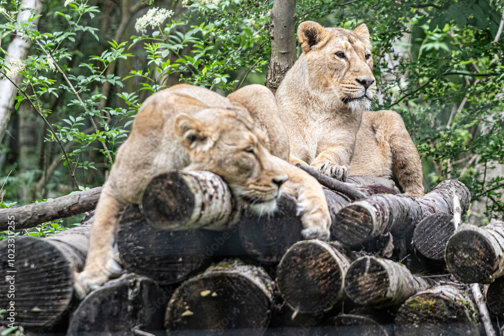 Naklejka premium lion and lioness