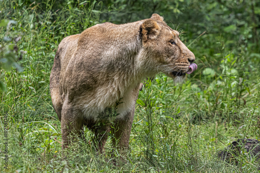 Fototapeta premium lioness in the grass