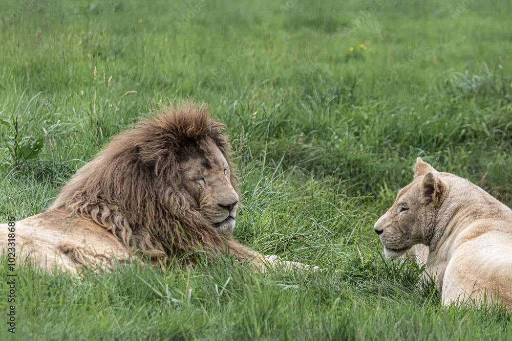 lion and lioness lion and lioness