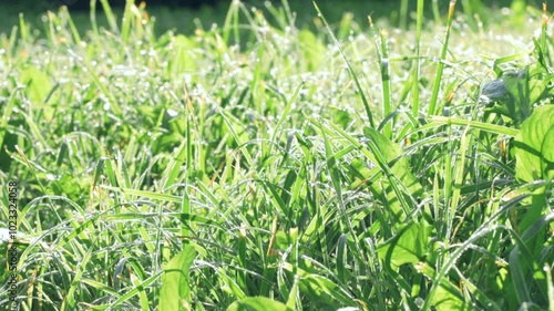 Morning frost on green grass