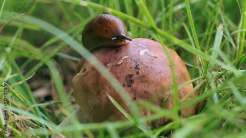 Slug sitting on a mushroom cap