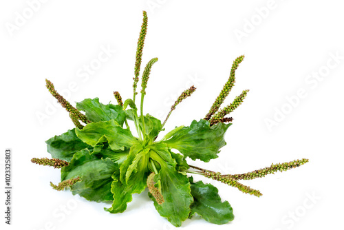 Bilde på lerret Plantago lanceolata is a species of flowering plant in the plantain family Plant