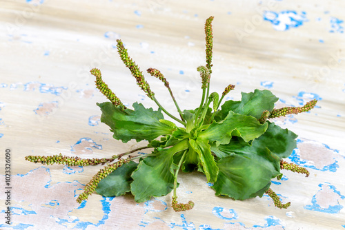 Bilde på lerret Plantago lanceolata is a species of flowering plant in the plantain family Plant